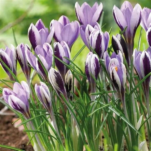 Spring Beauty
